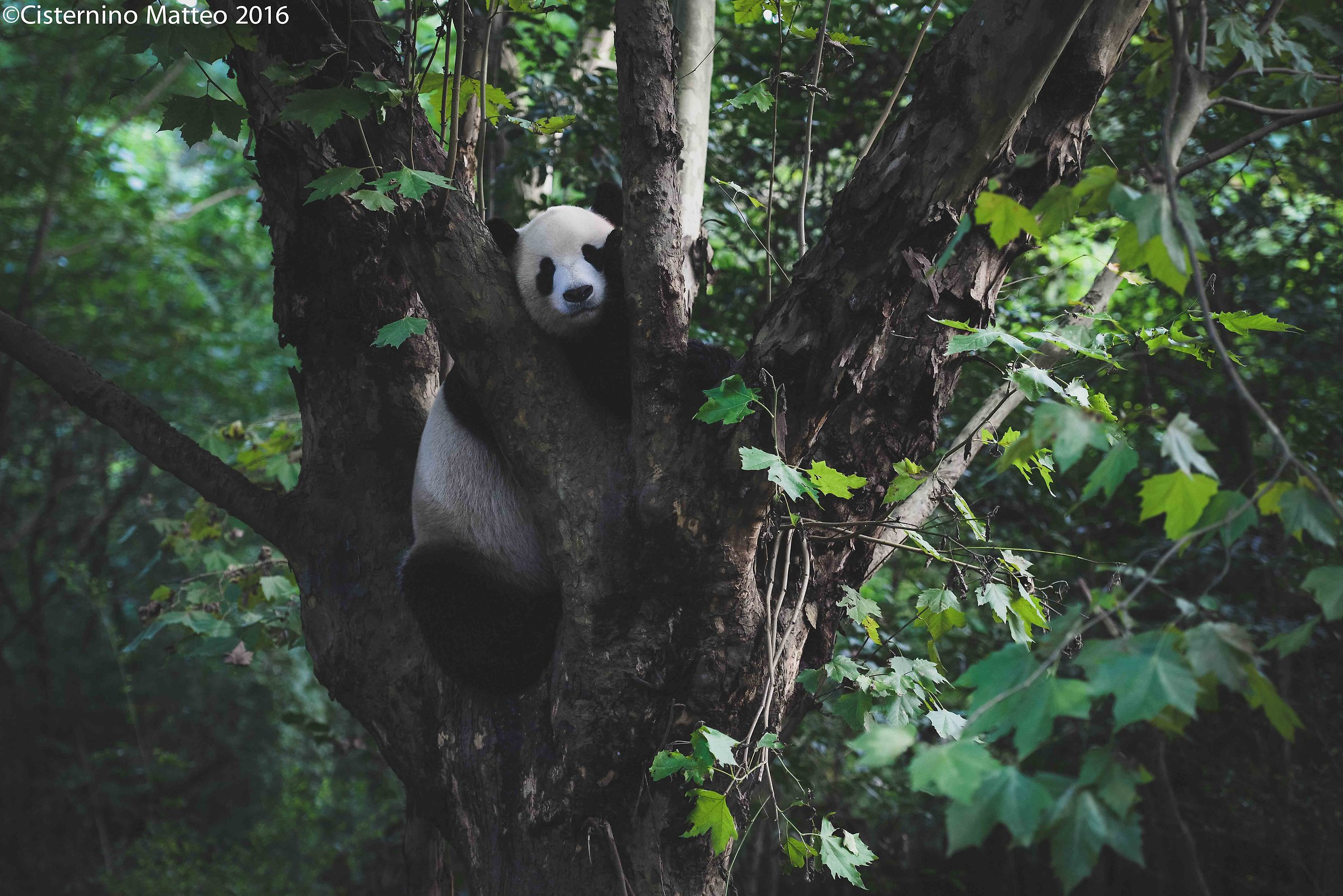 Giant Panda Breeding Research Base, Chengdu, China