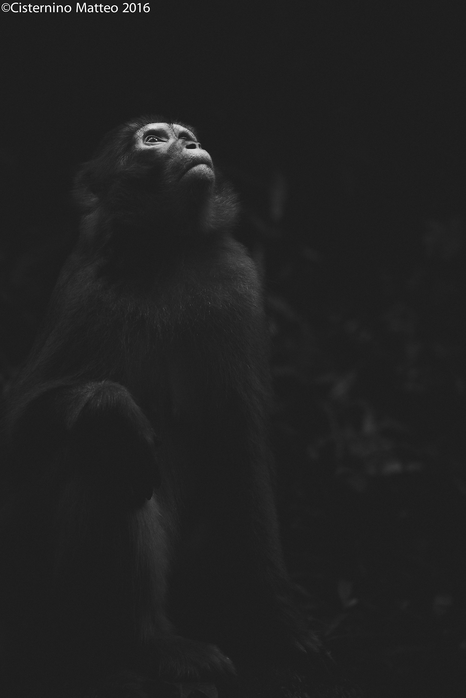 Zhangjiajie National Forest Park, Zhangjiajie, Hunan, Chin