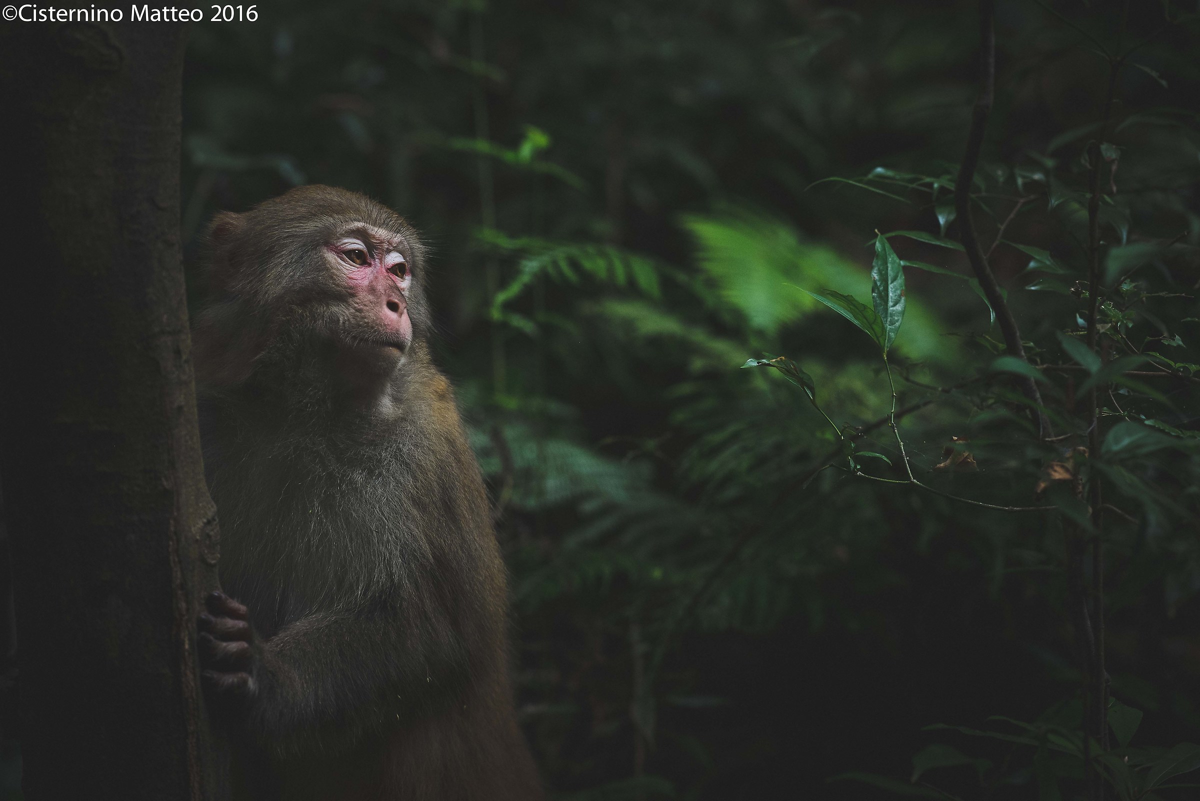 Zhangjiajie National Forest Park, Zhangjiajie, Hunan, Chin