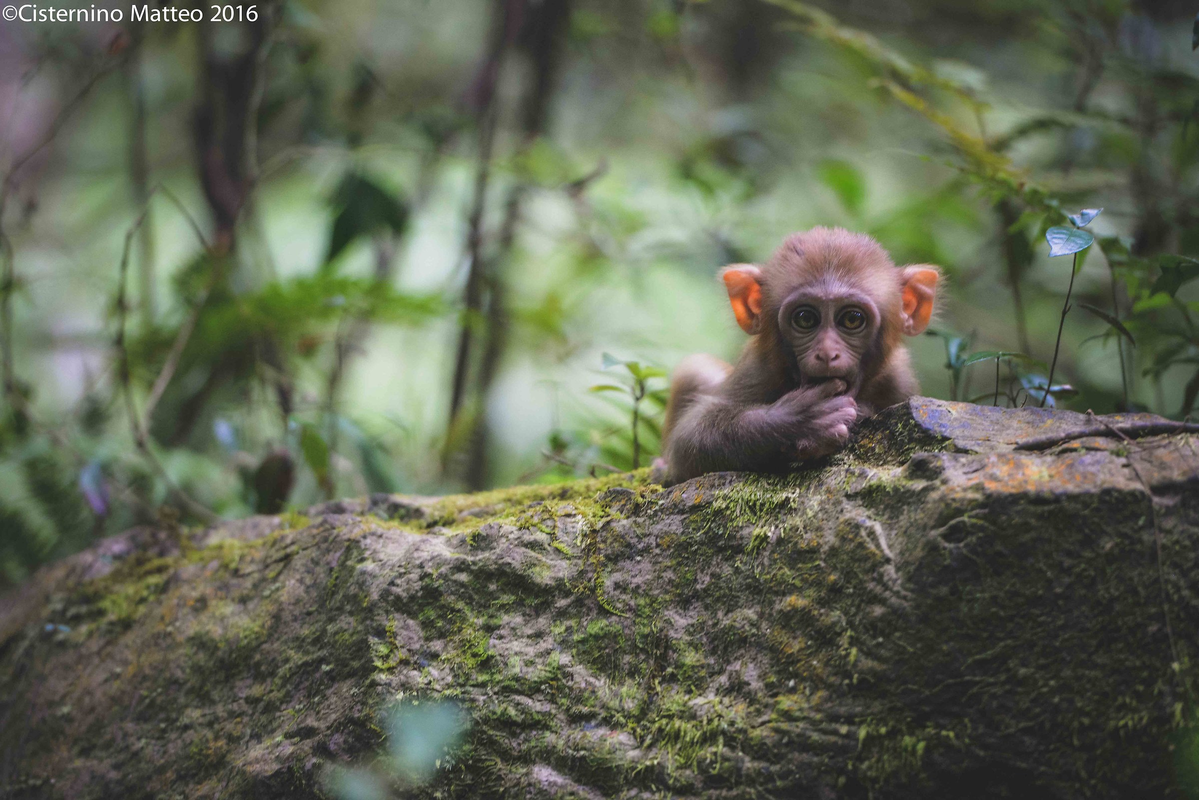 Zhangjiajie National Forest Park, Zhangjiajie, Hunan, Chin