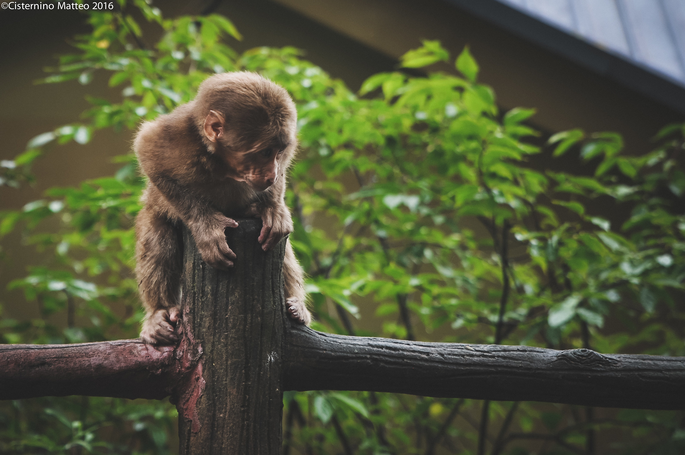 Zhangjiajie National Forest Park, Zhangjiajie, Hunan, Chin