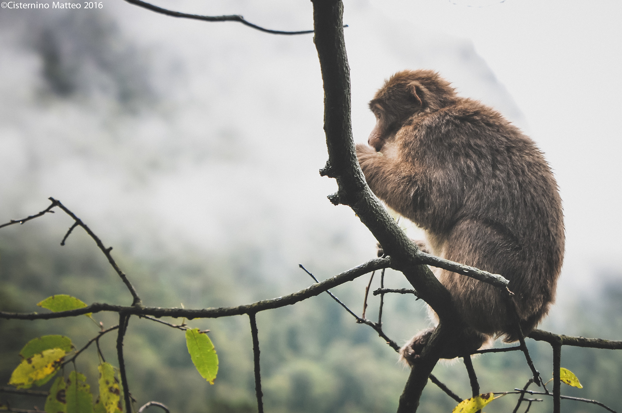 Zhangjiajie National Forest Park, Zhangjiajie, Hunan, Chin