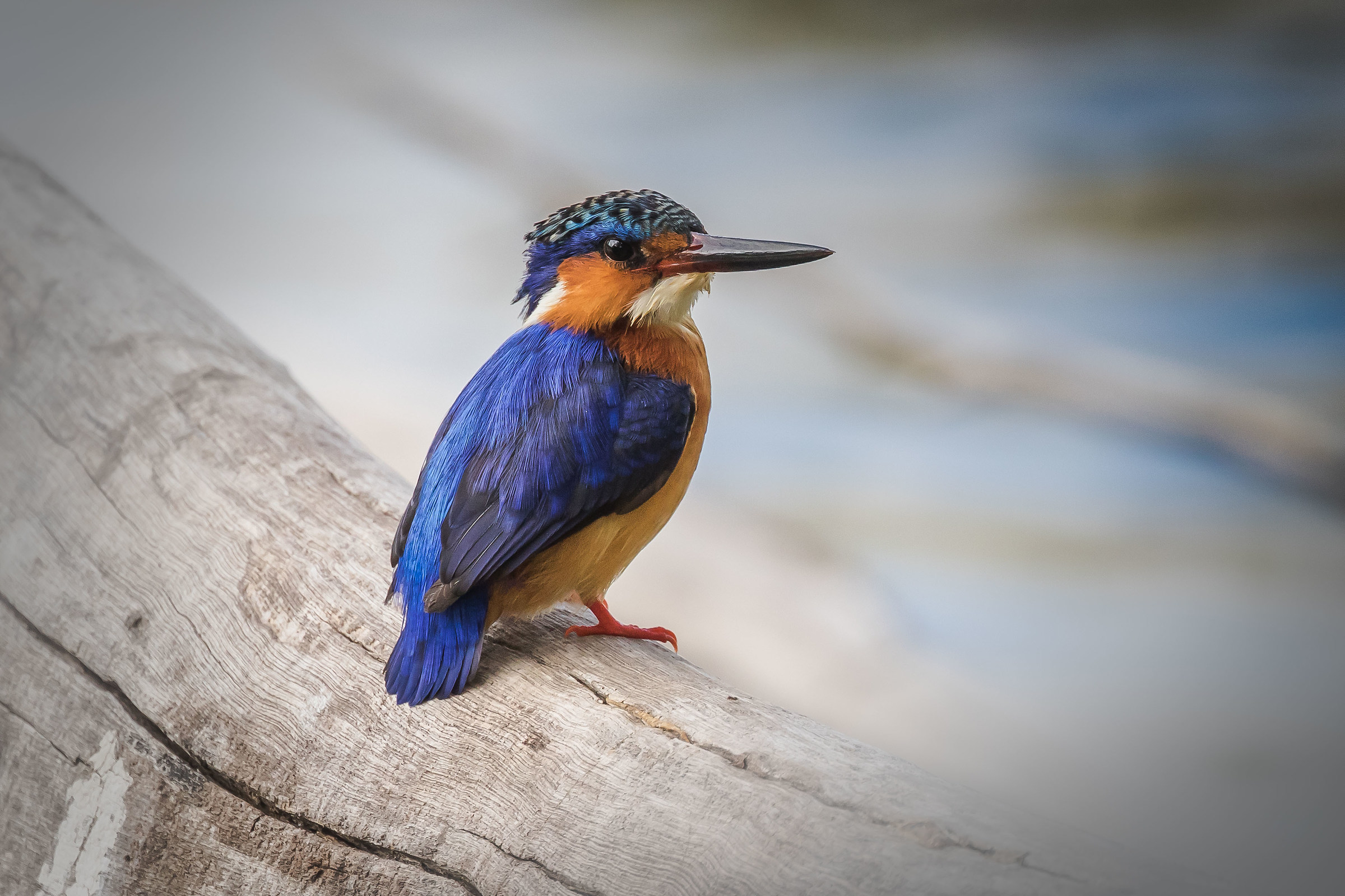 Malagasy kingfisher
