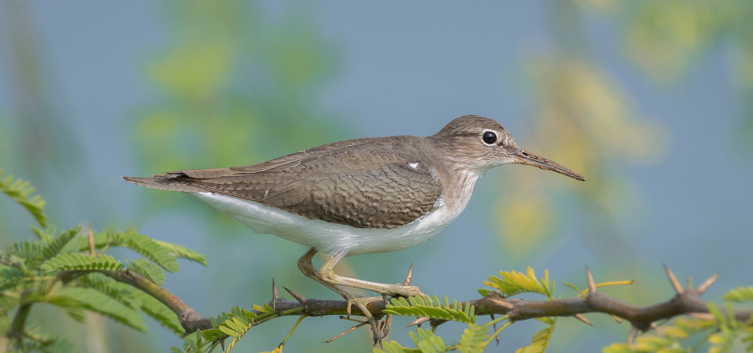 Common sandpiper