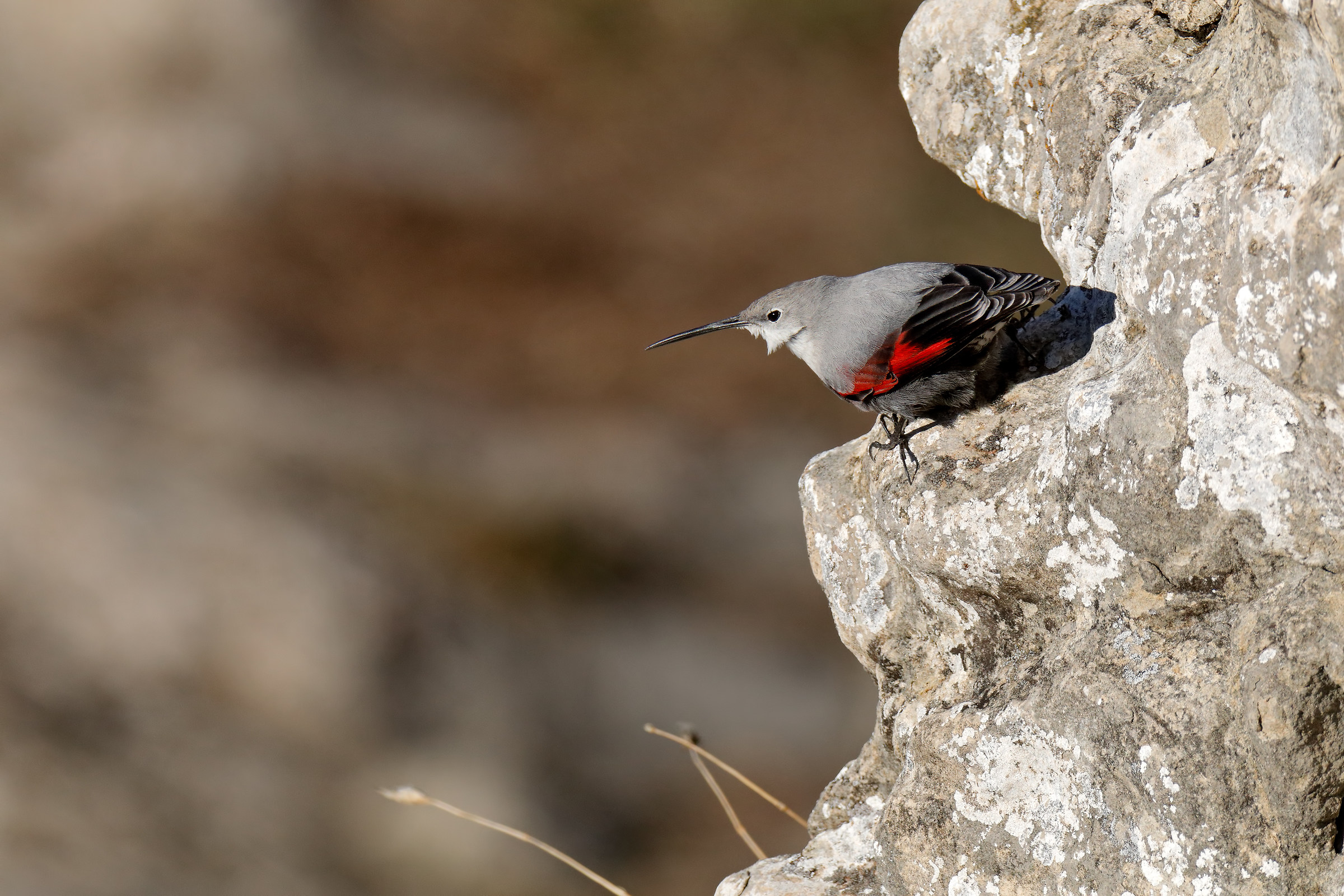 Wallcreeper