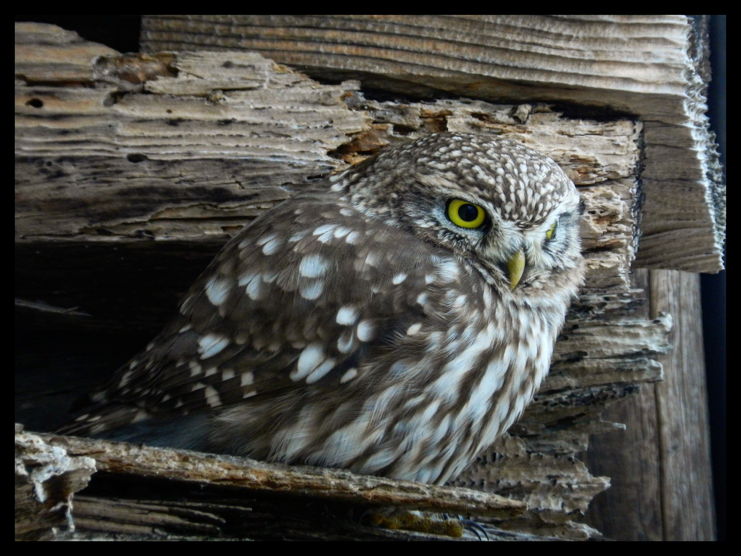 Civetta (Athene noctua)