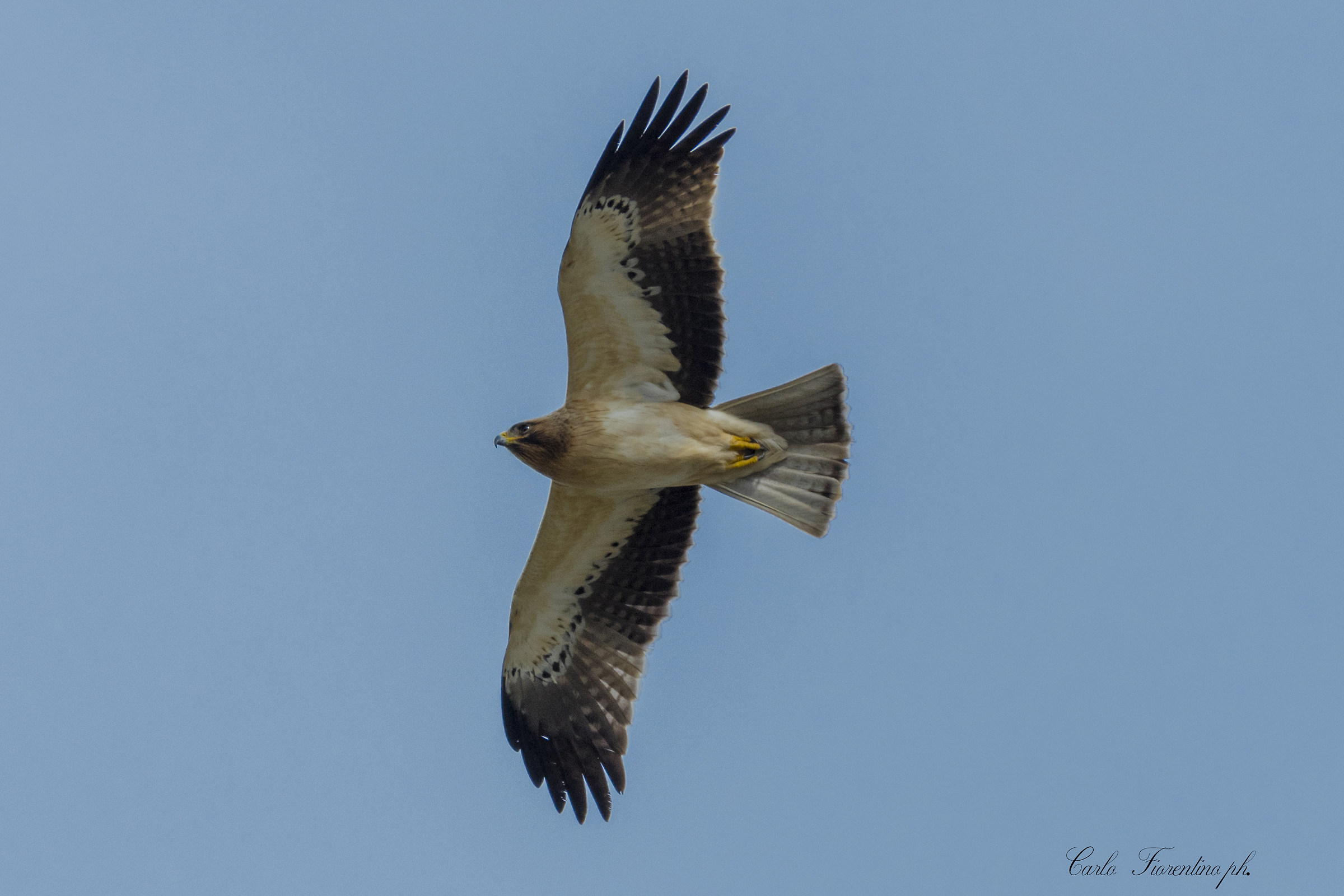 Aquila minore fase chiara