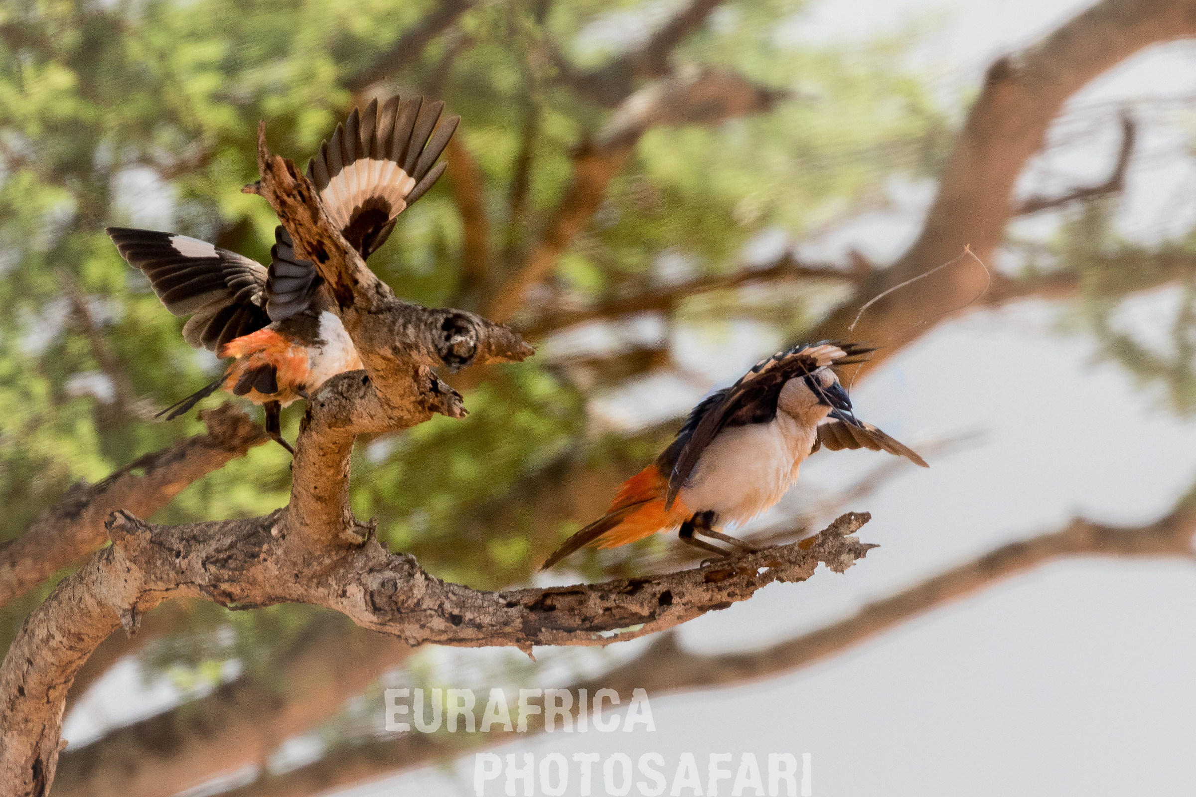 White headed buffalo weaver