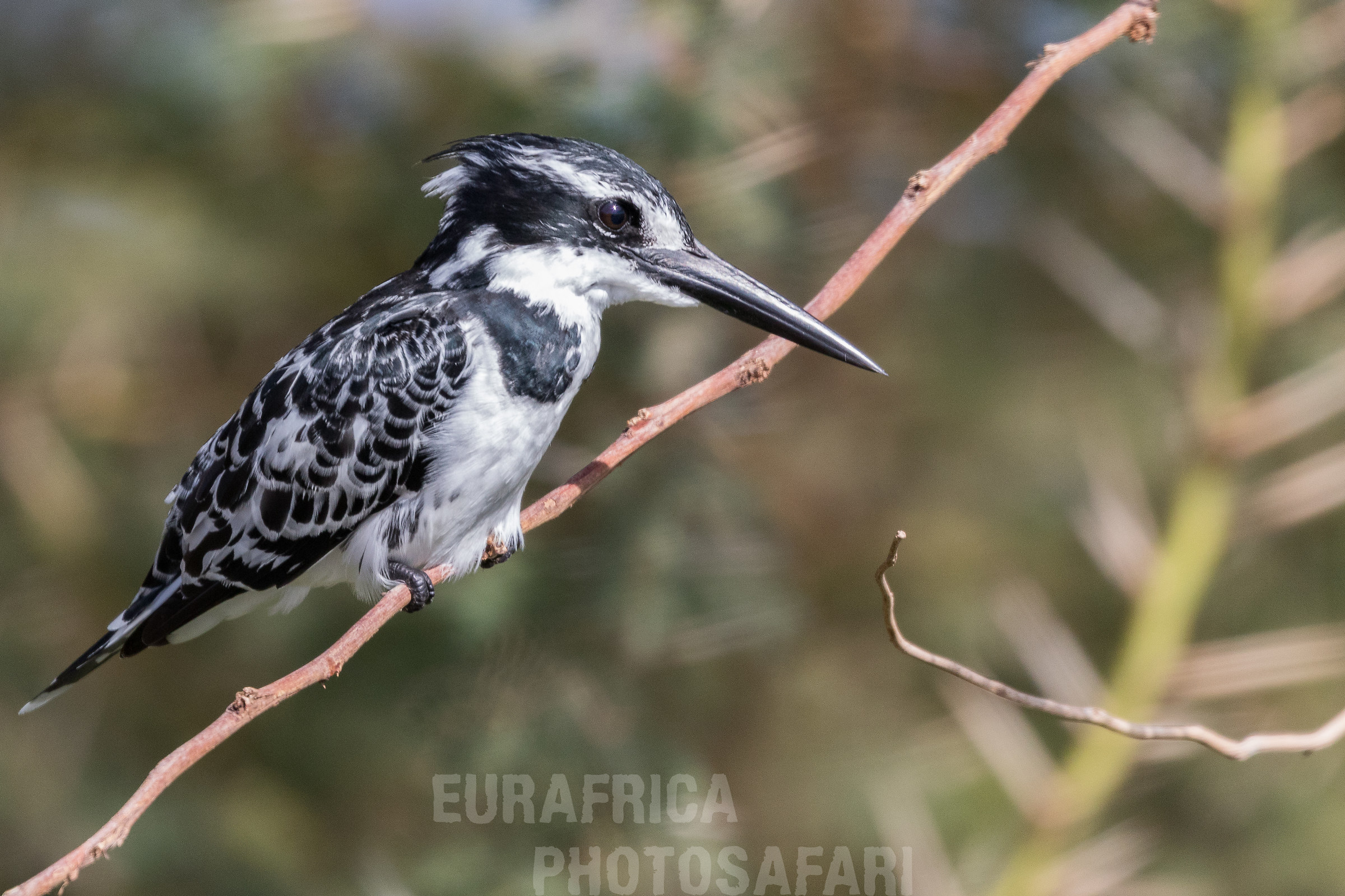 Pied kingfisher