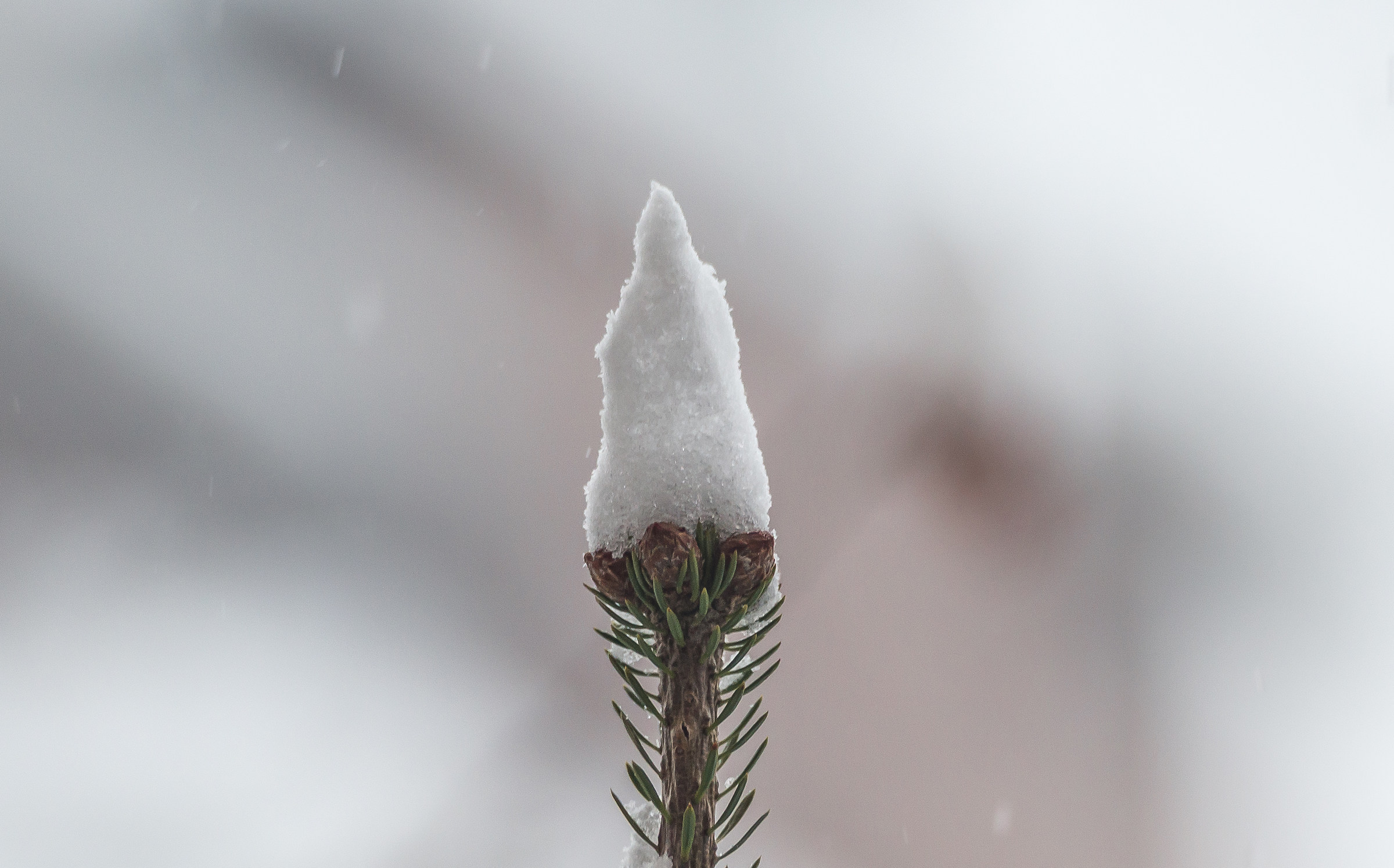 put the tip to the Christmas tree, from tetraplegico