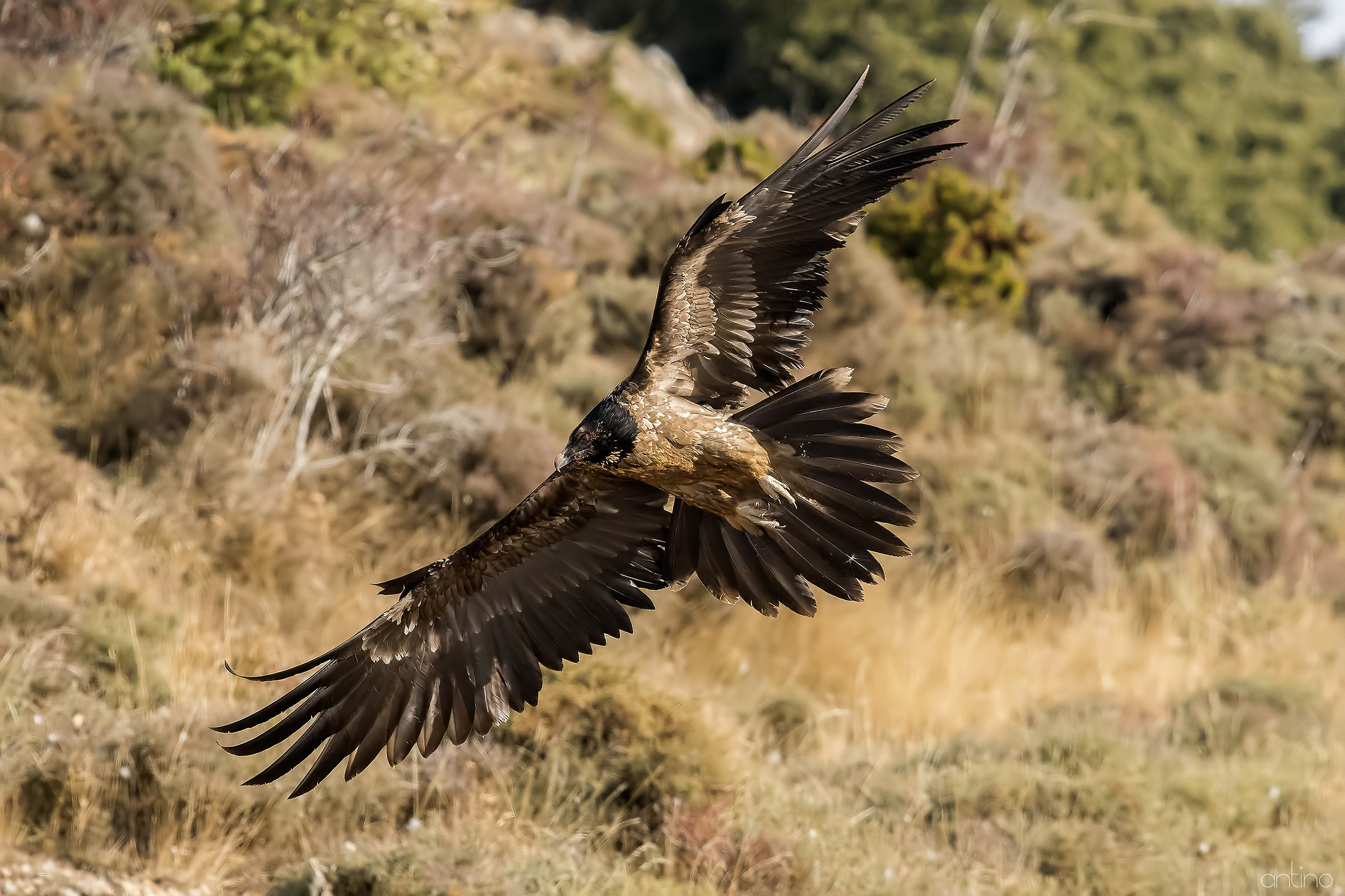 Bearded Vulture