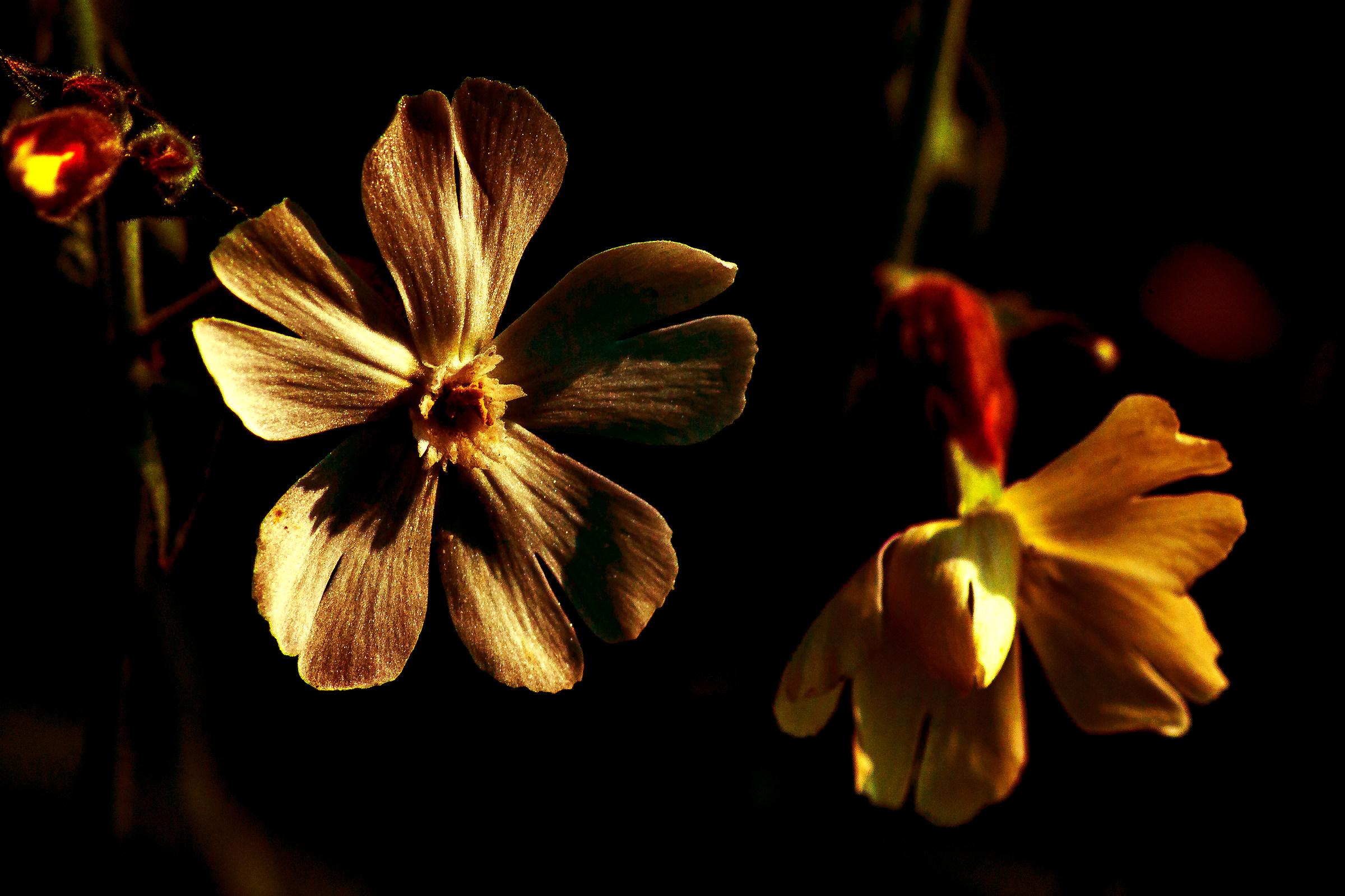 Ricordo di una primavera ormai lontana
