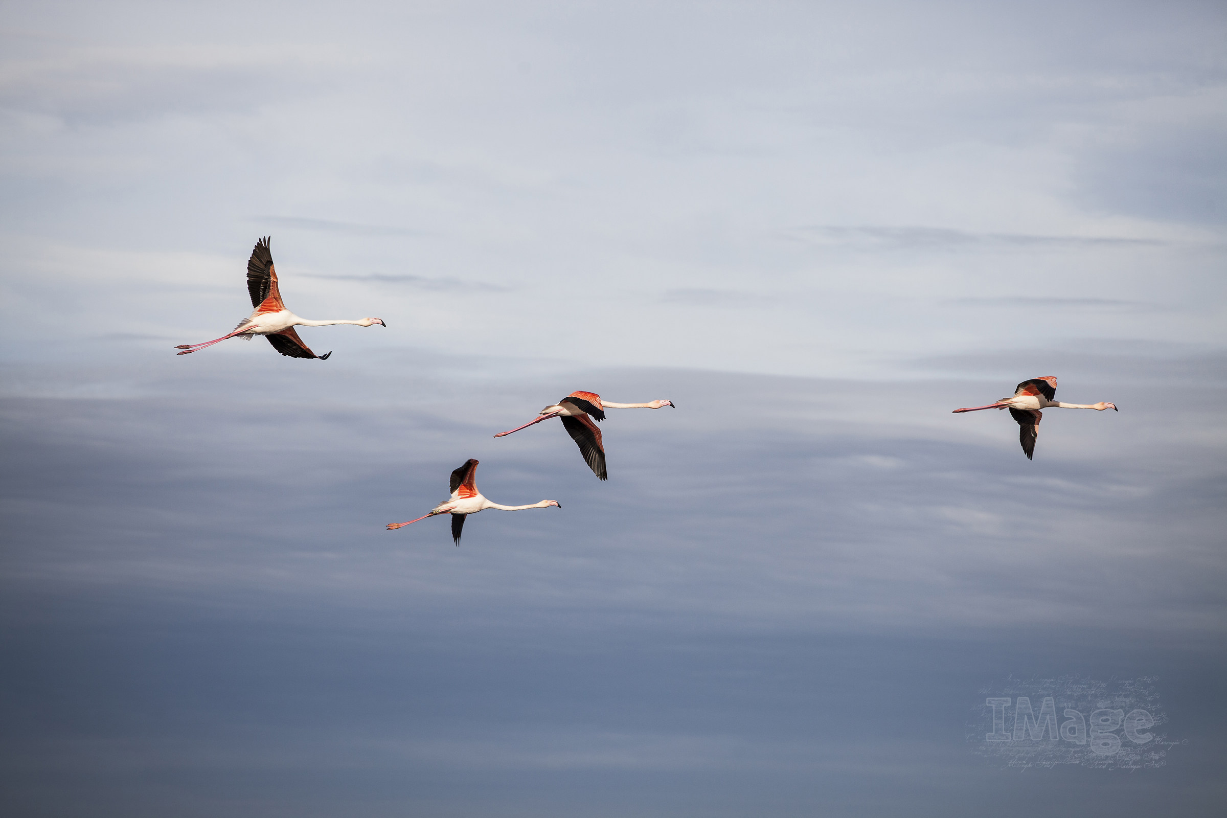 The flight of pink flamingos