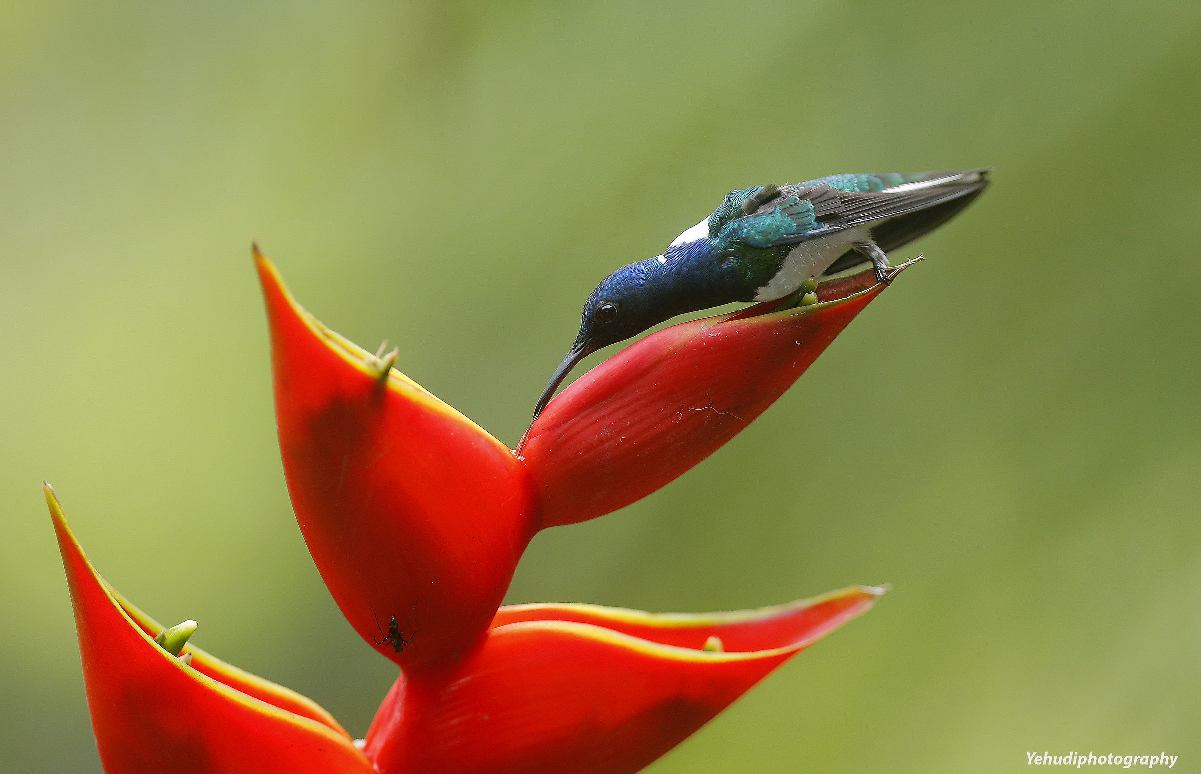 Jacobin dal collo bianco