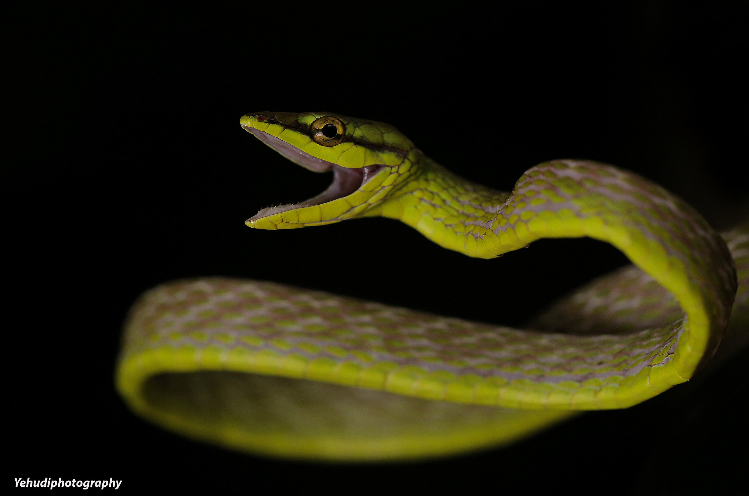 Vine Snake