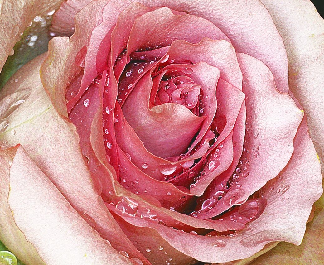 canon 500 d - 180 sigma macro lens