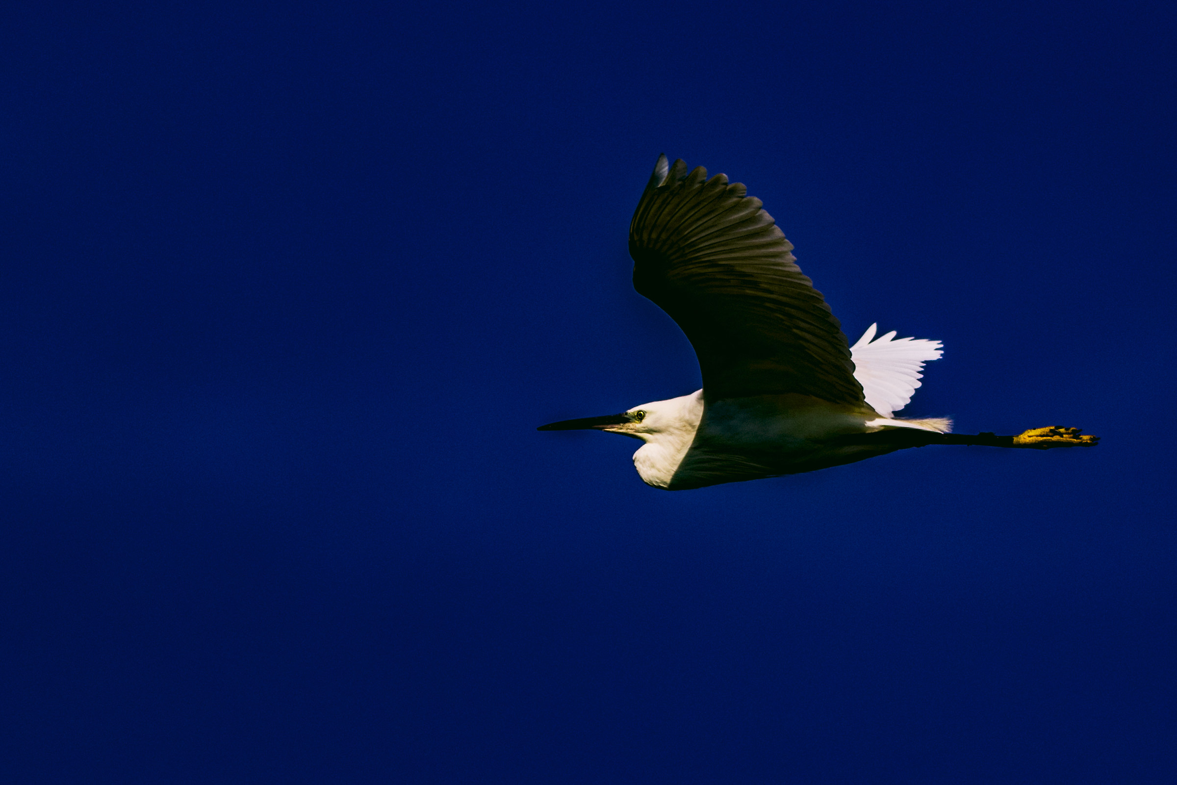 in blue painted blue (fly)