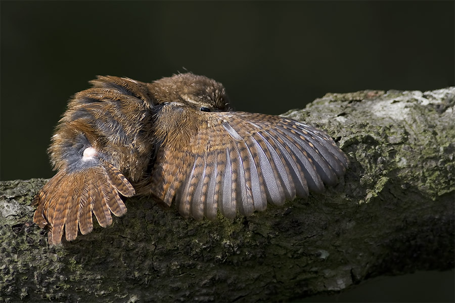 Wren - essiccazione le ali nel sole del mattino .....