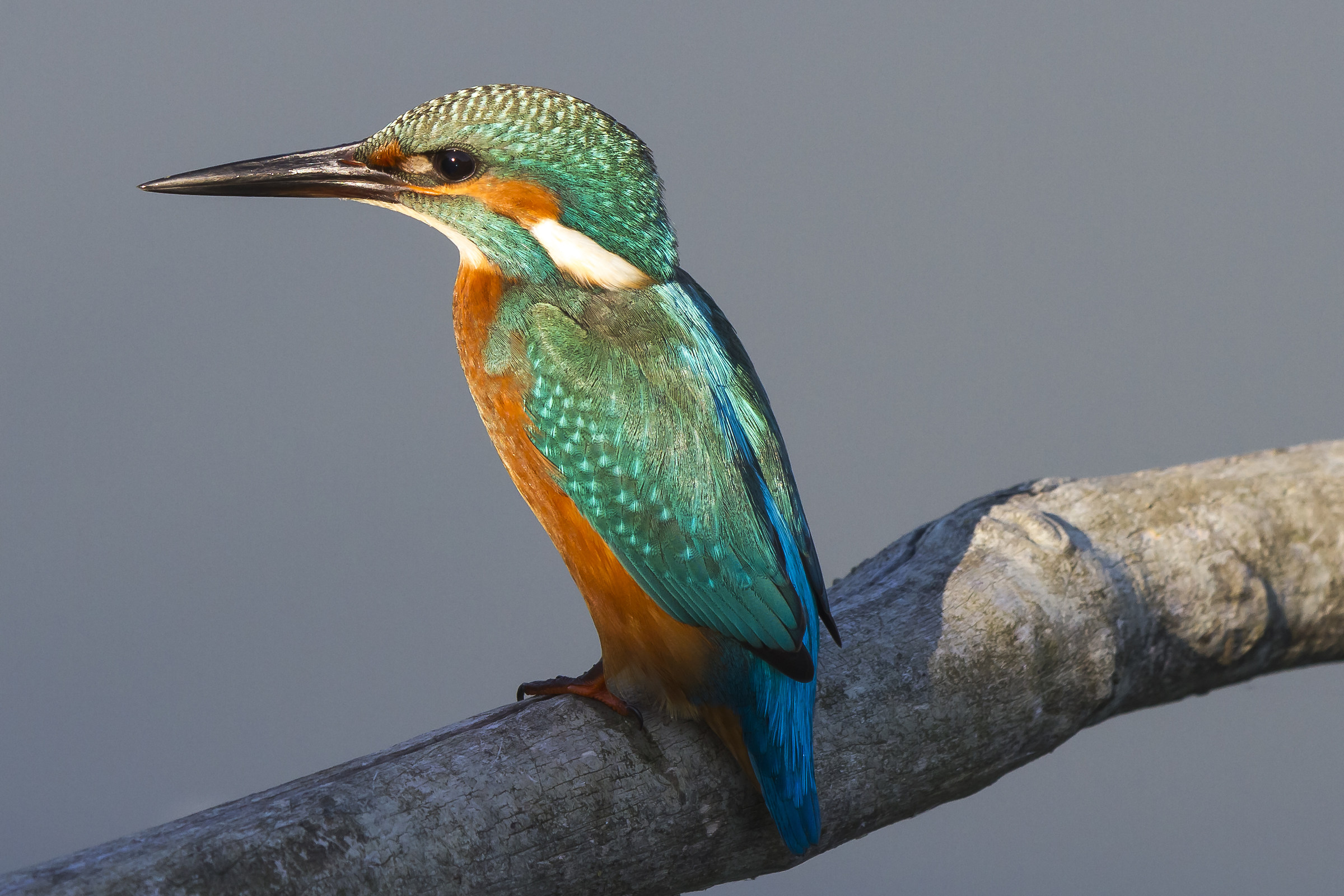 Kingfisher