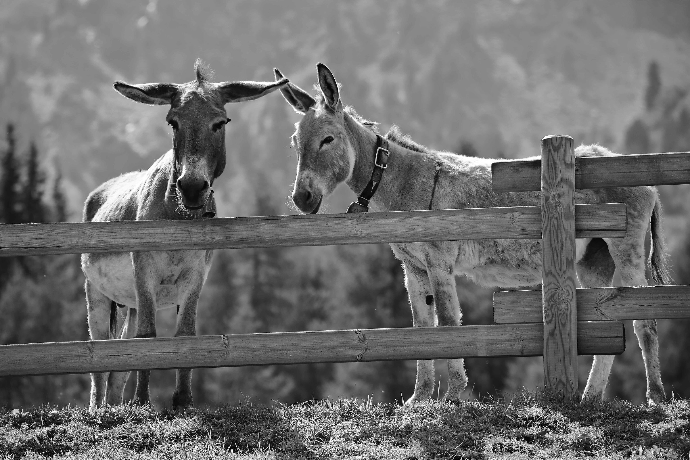 Which side is the freedom ????