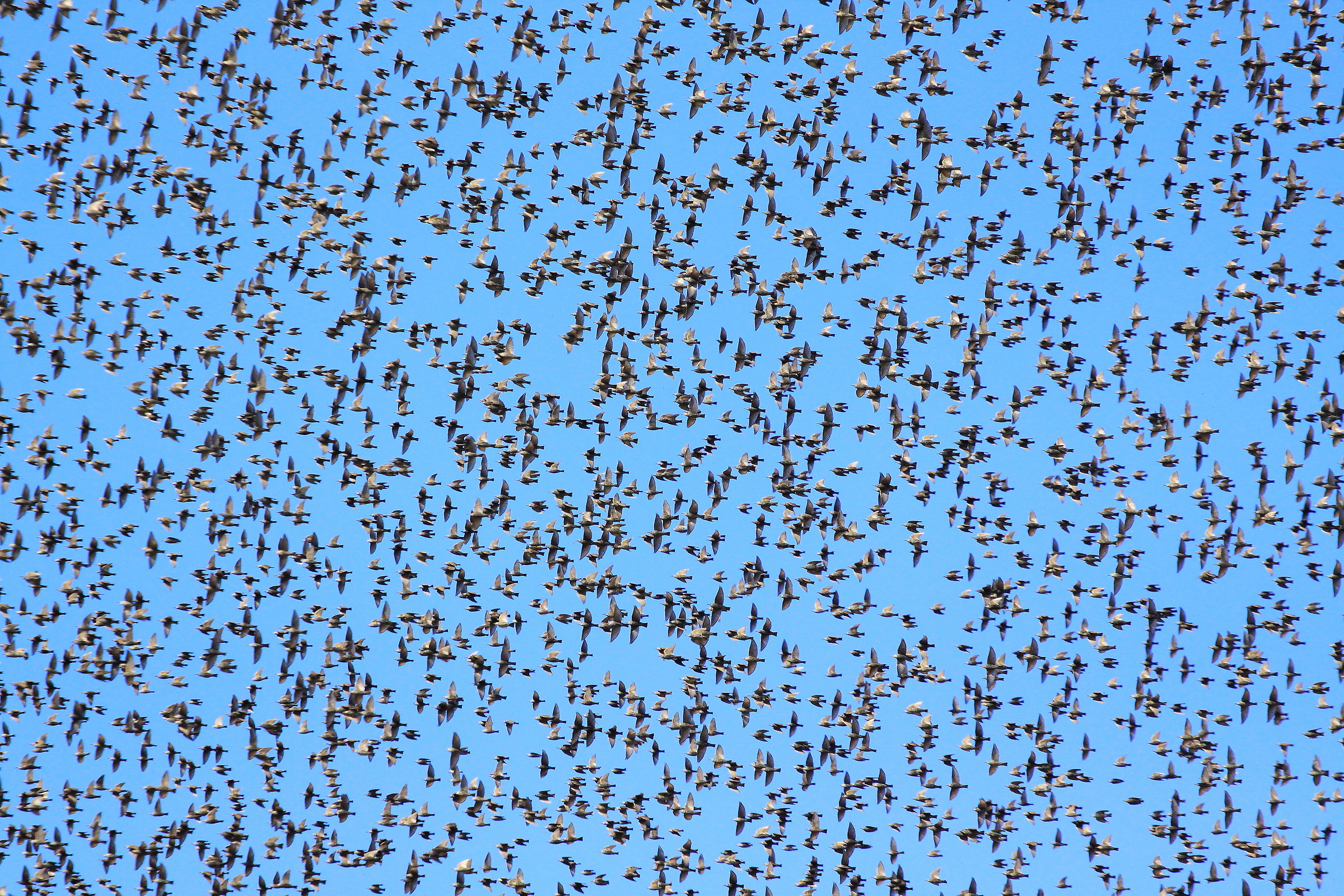 flock of starlings