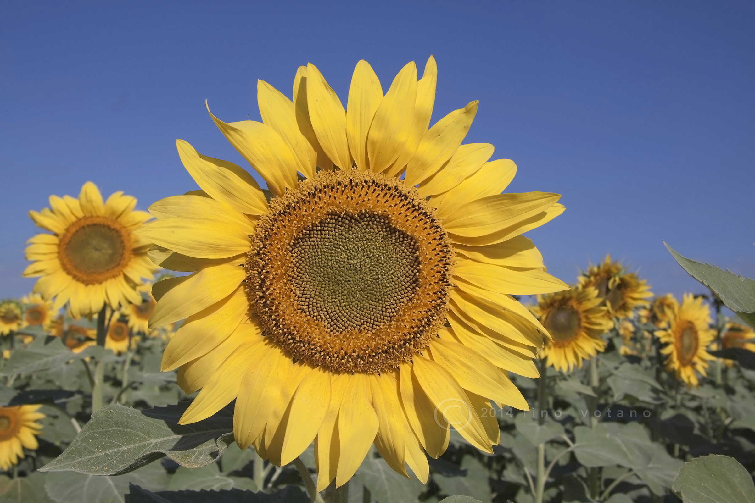 Un po' di (....) sole non guasta mai.