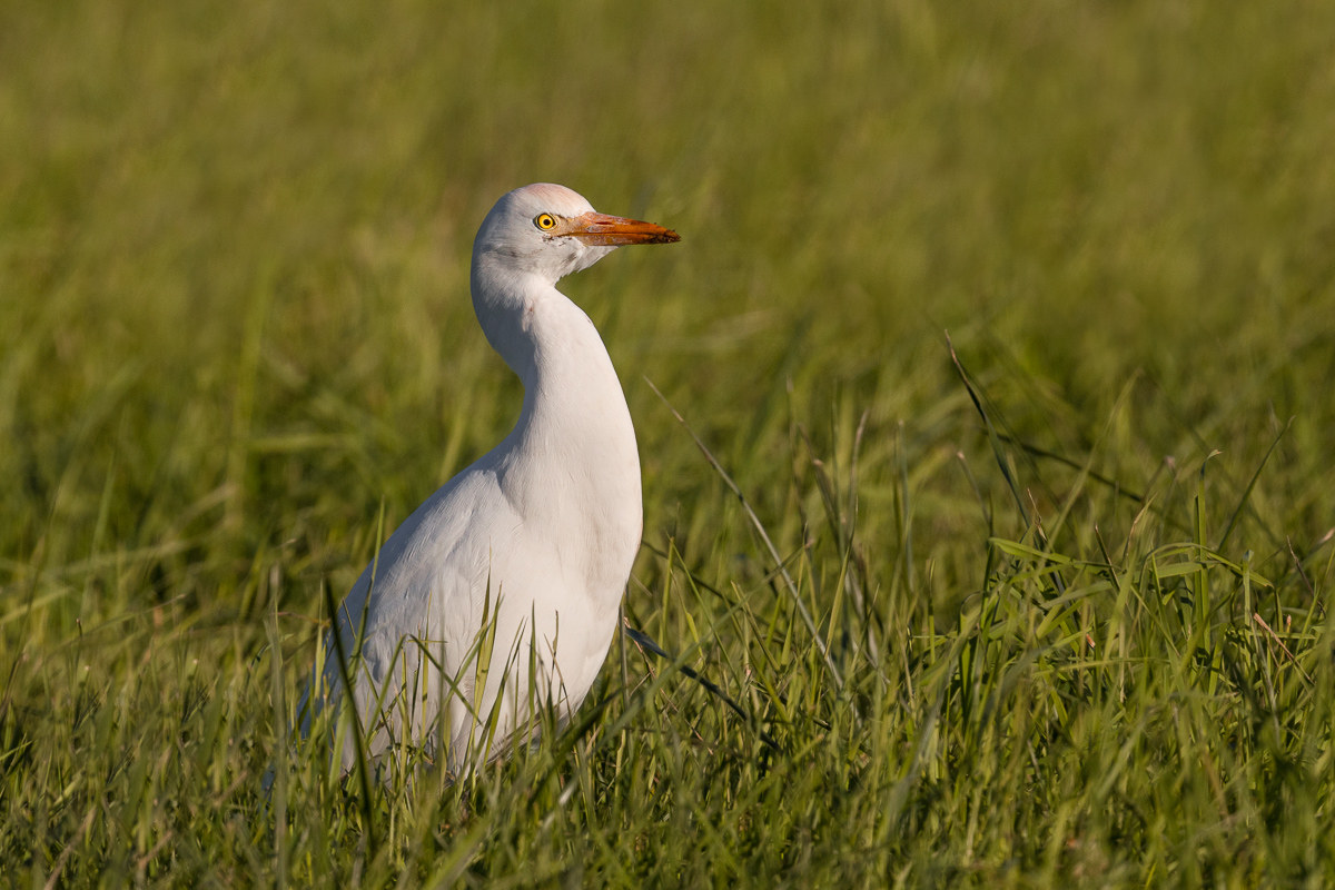 Cattle Egret ...