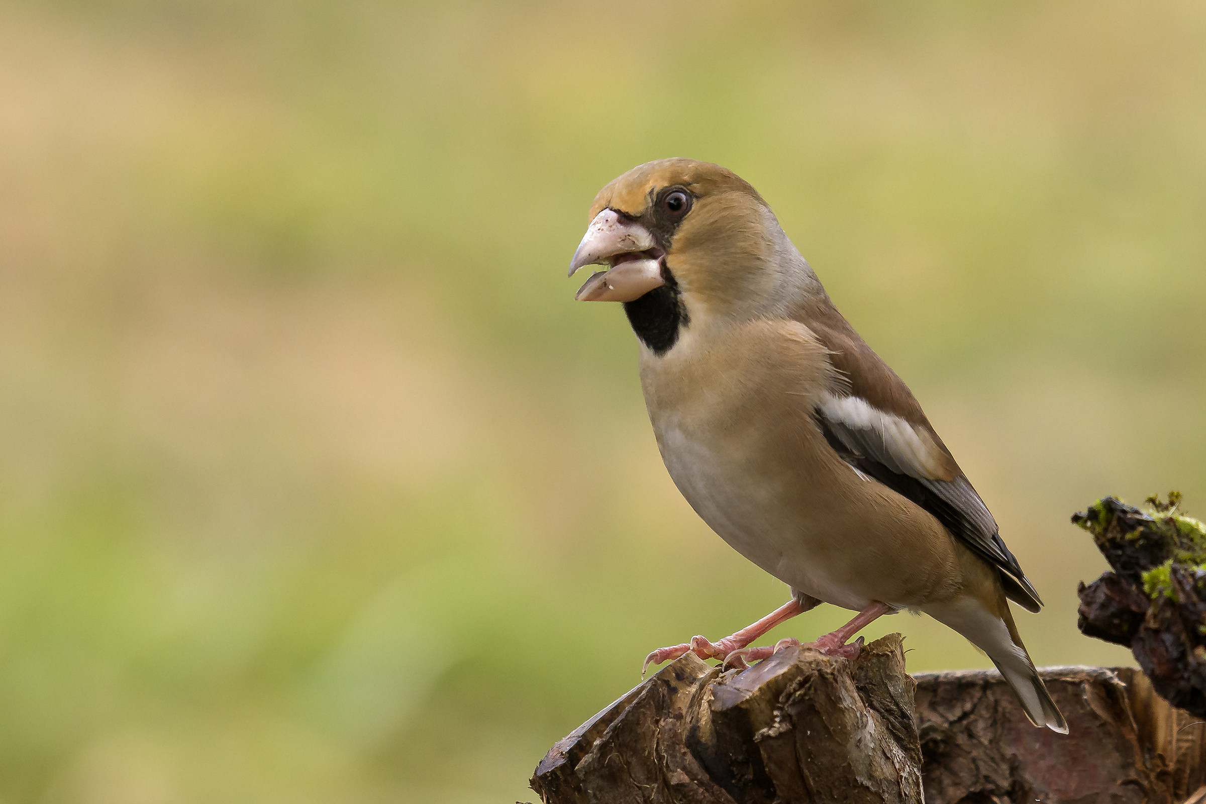 Grosbeak