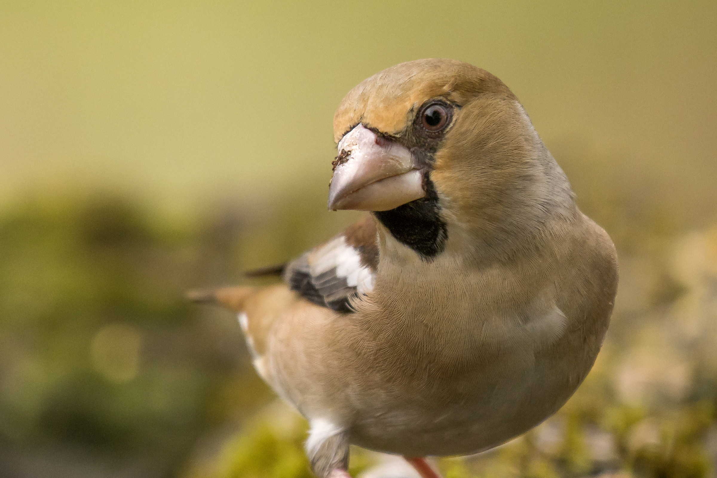 Grosbeak