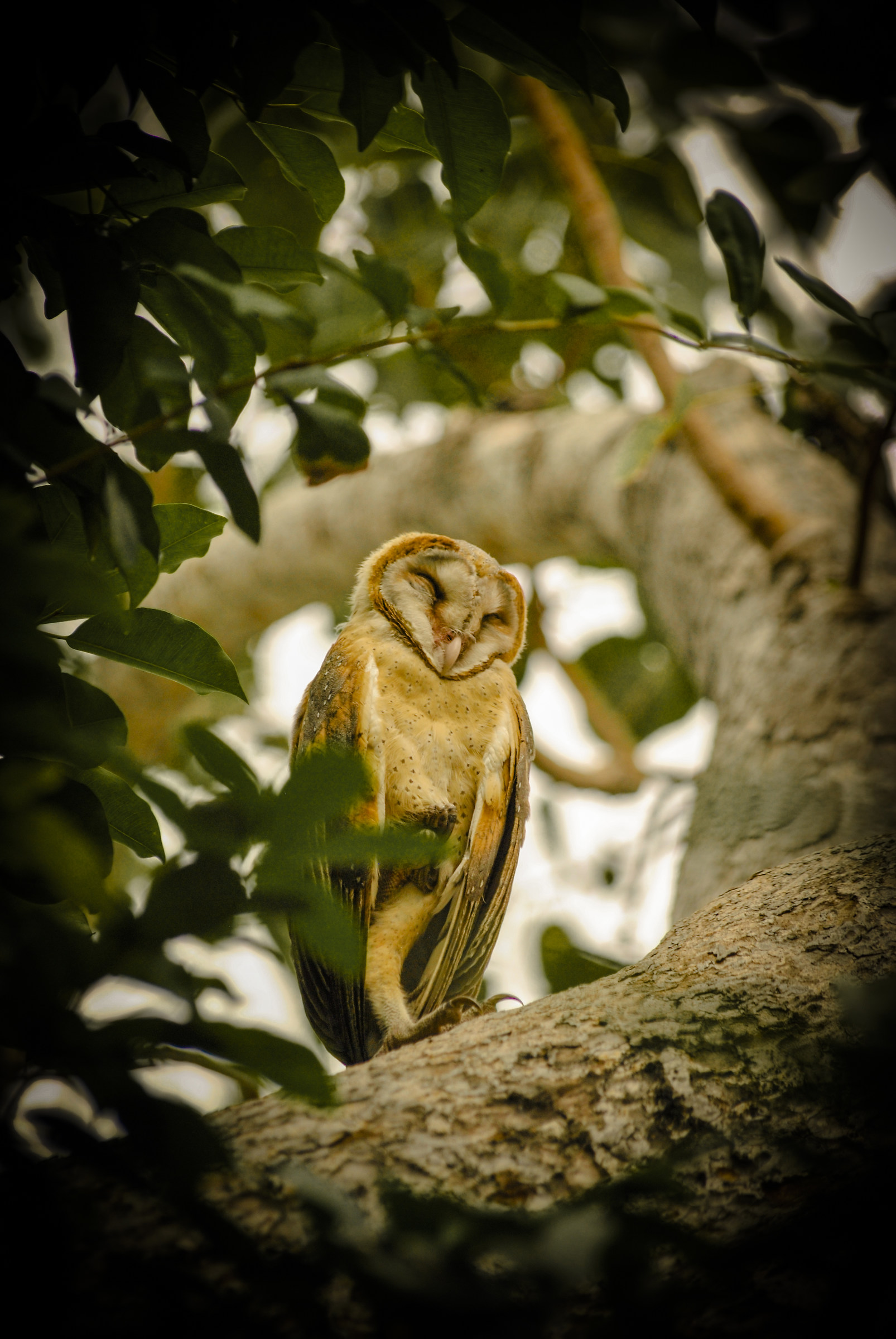 Owl Park of King Bangkok