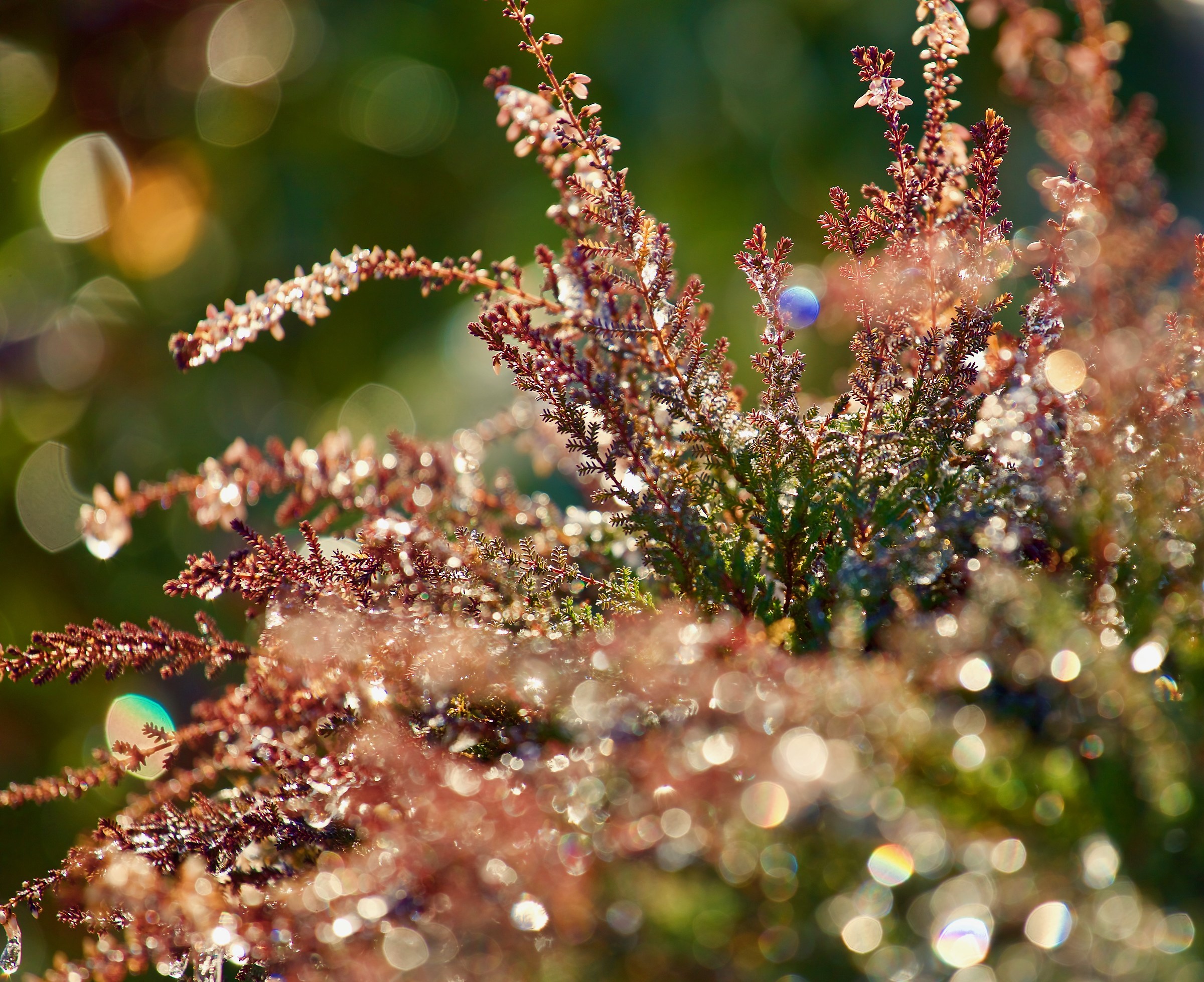 Il gelicidio dell'erica