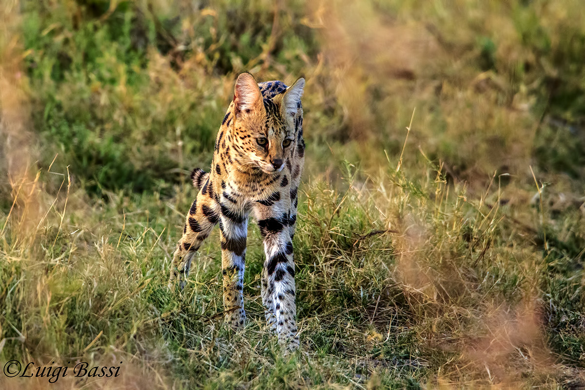 The unavailable African Serval