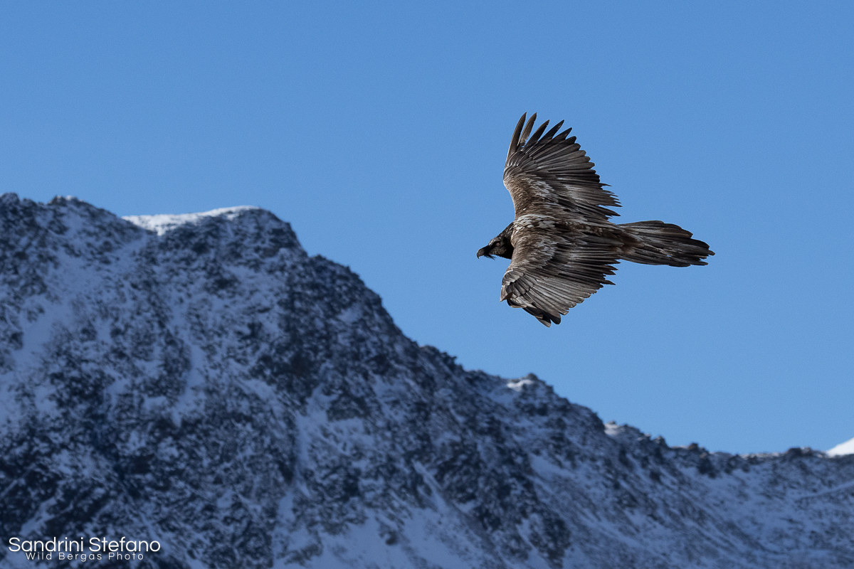 Immature bearded vulture