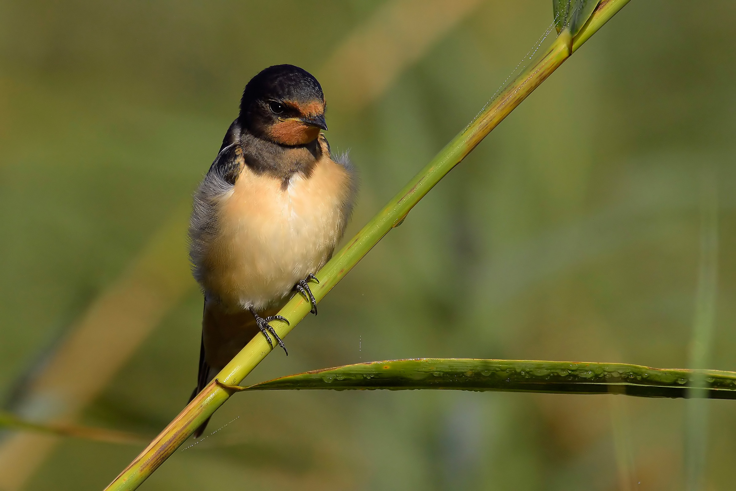 Swallow in the reeds.