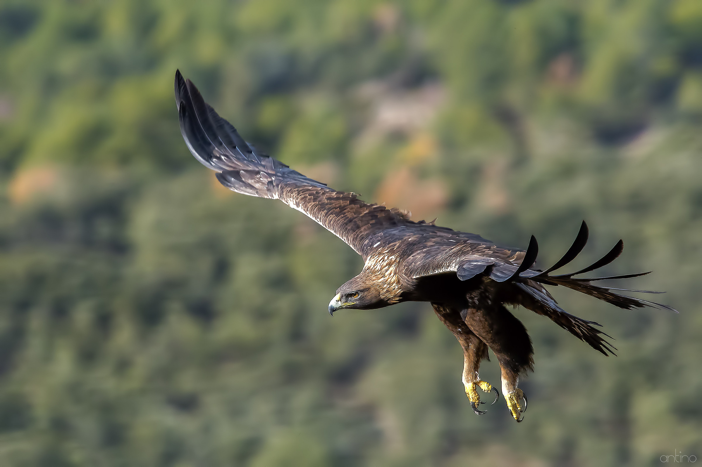 Golden Eagle