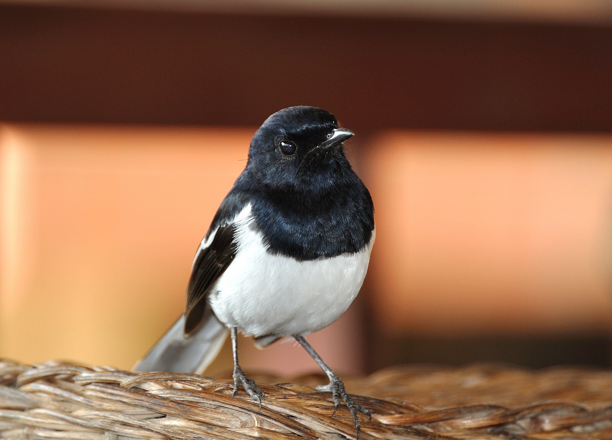 Madagascar Magpie-Robin