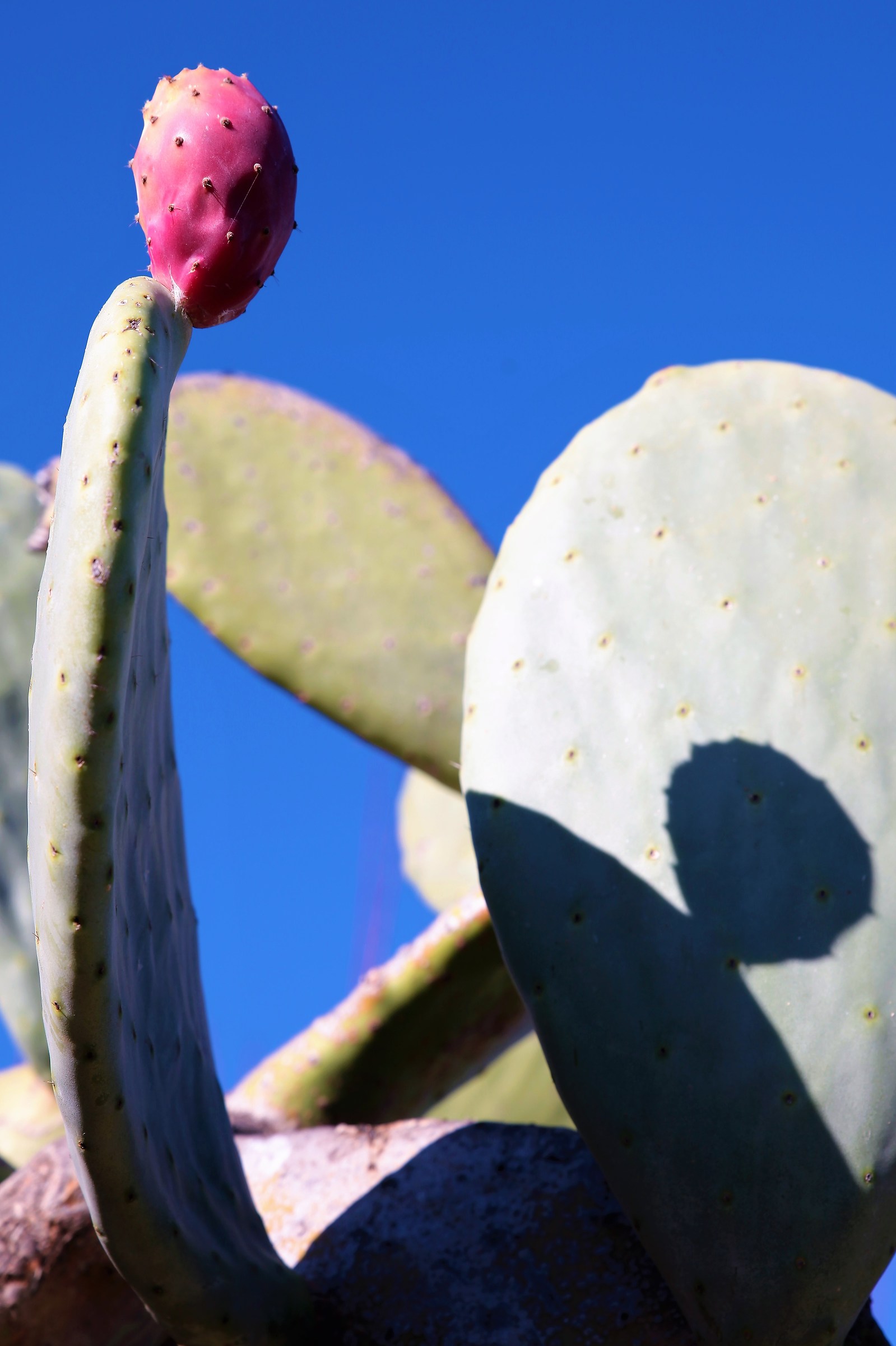 The shadow of himself
