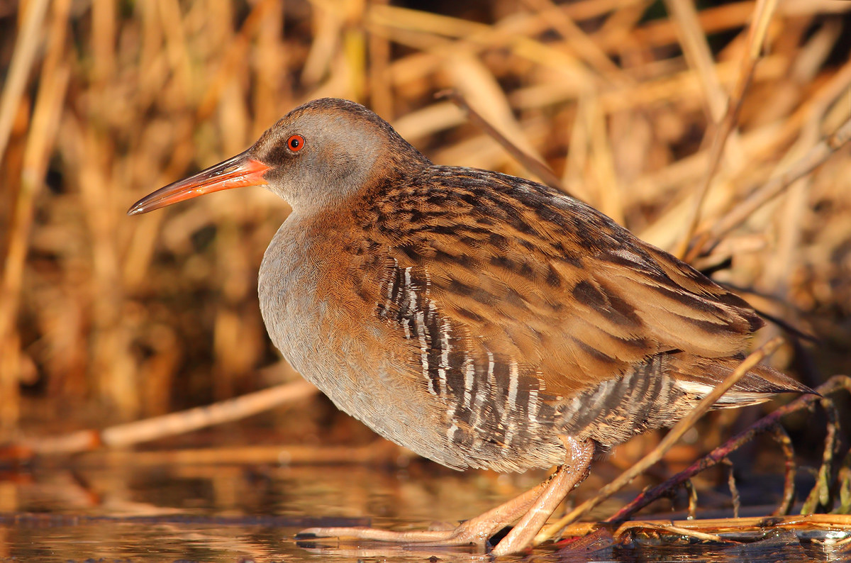 Water Rail