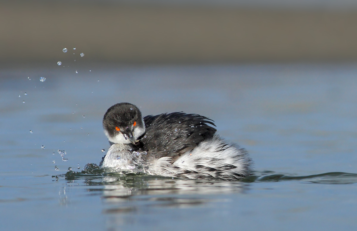 Small grebe