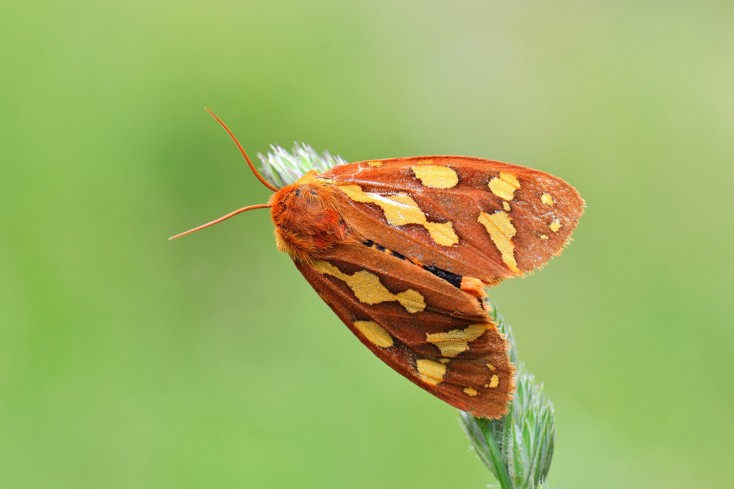 Hyphoraia testudinaria
