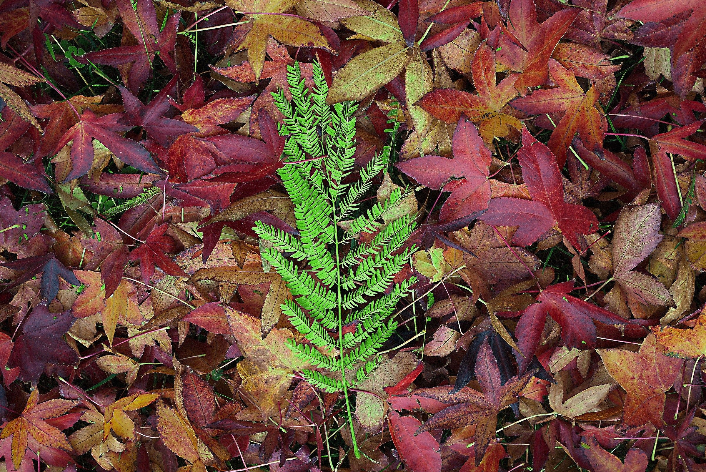 Autumn