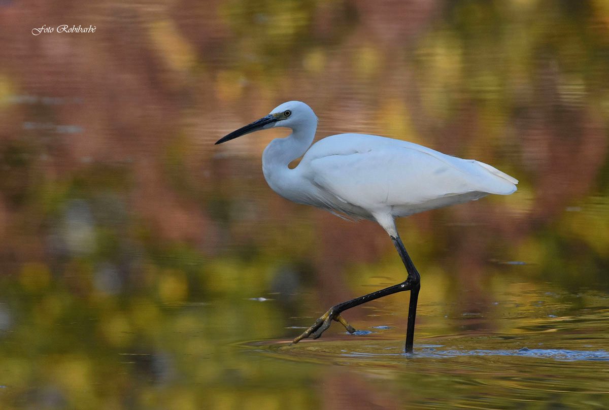 Egret ... multicolor ...