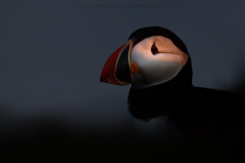 Puffin - Atlantic puffin