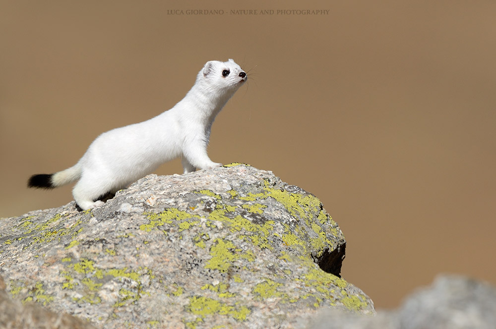 Ermine - Ermine stoat