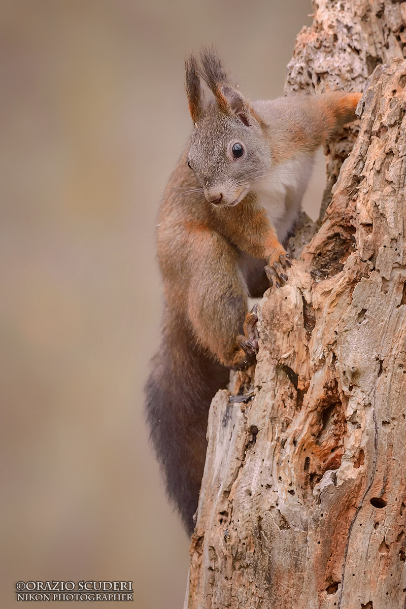 Sciurus vulgaris