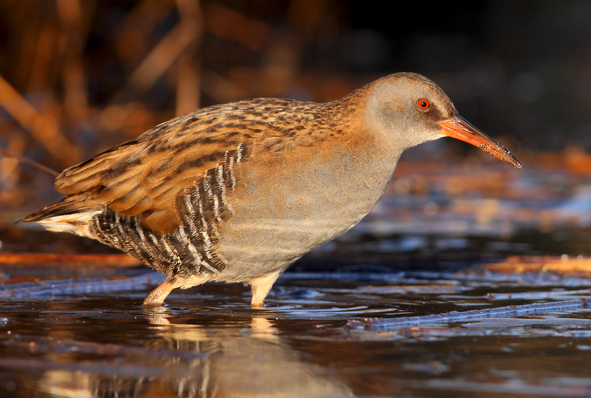 Water Rail