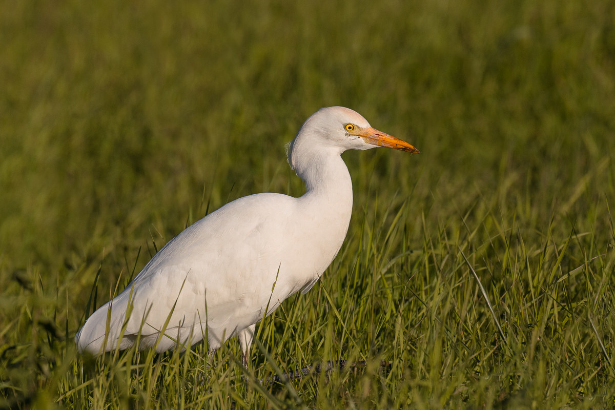Cattle egret hunting for prey in the meadow ...
