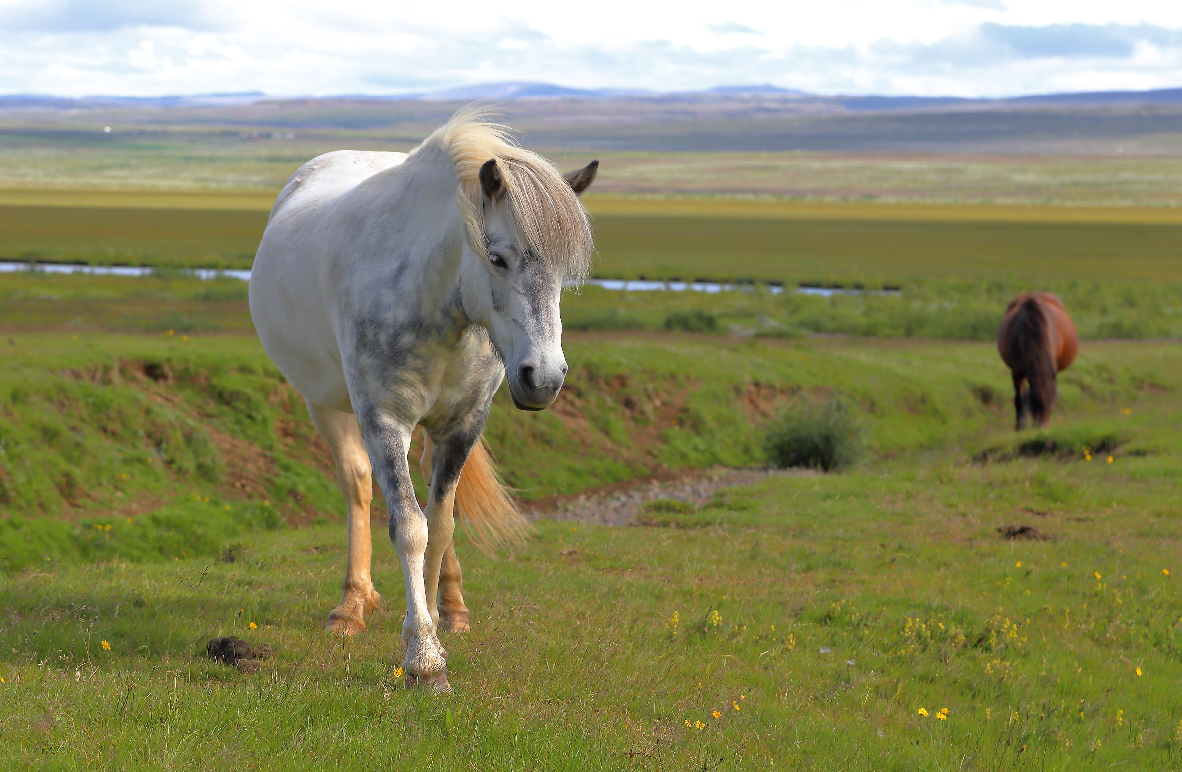 Meeting with Icelandic horses