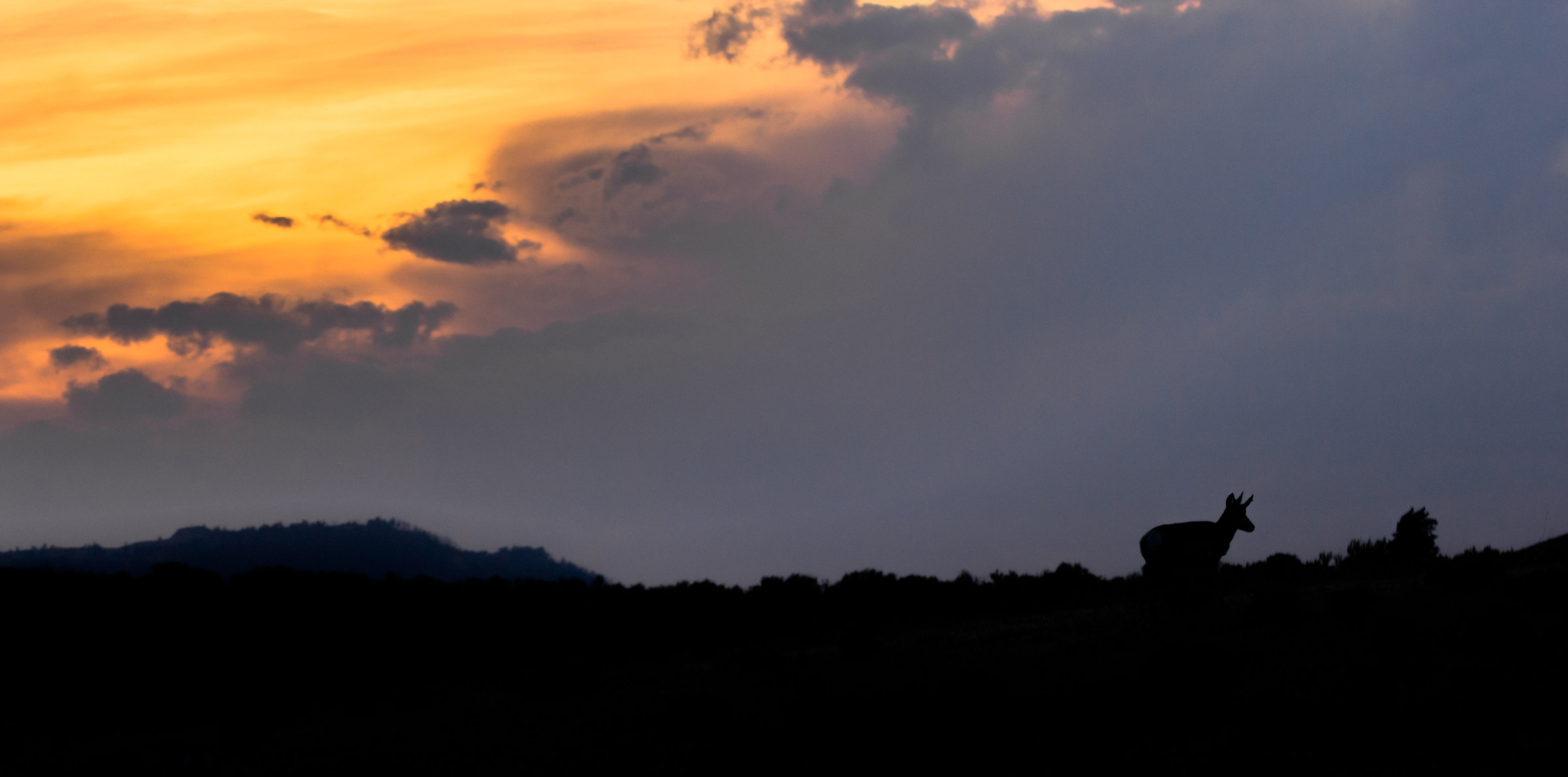 Pronghorn at sunset