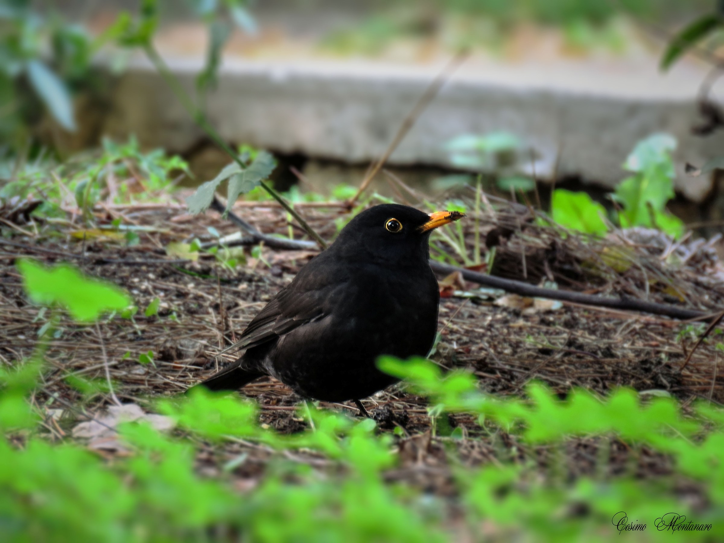 Turdus merula &male;